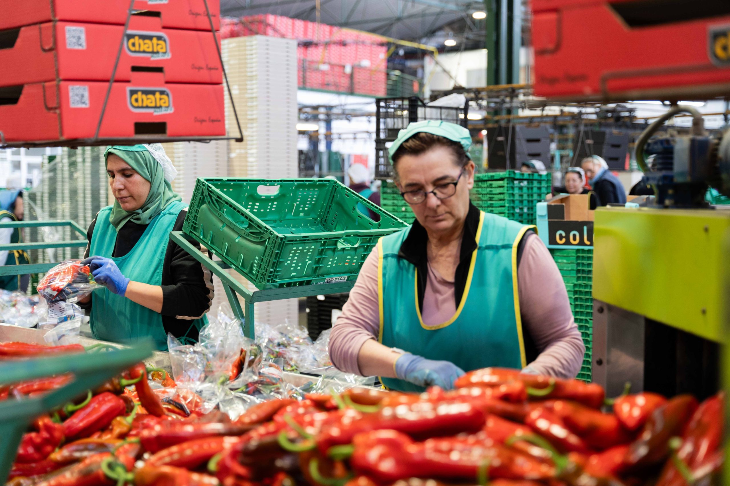 La almeriense Agroejido factura el 70% de sus ventas en mercados europeos y crece un 50% en los últimos cuatro años